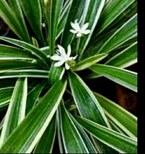 🌵 Plant Chlorophytum laxum &amp; Pot
