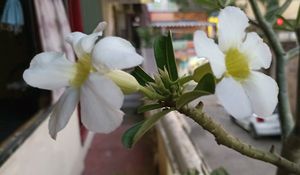 Freshly Harvested White Adenium Seeds