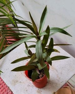 Pack 2 Moses-in-the-Cradle Plants 🌵 &amp; Pots
