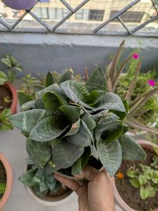 Plant combo of 3 🥀🌱