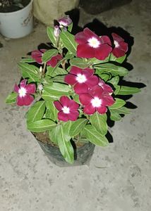 Hybrid Vinca Live Plants