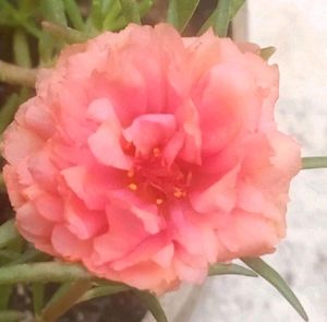 Table Rose