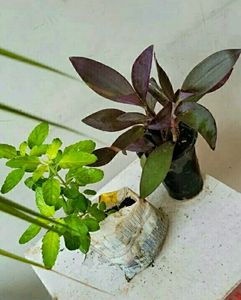 Pack 2 Tulsi & Purple Heart ❤️ Plants