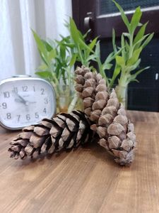 Pinecone Flower From Tibet Set Of 2
