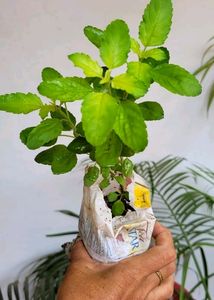 Pack 2 Beautiful heart Purple 💜 &amp; Tulsi Plants