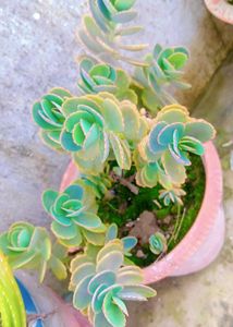 Laxiflora Kalanchoe Live Plant