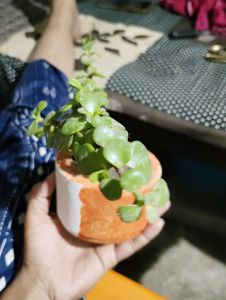Jade Plant With Pot