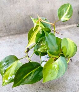 Variegated Combo