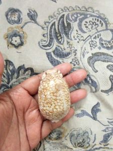 gem grade jester  and tiger cowries