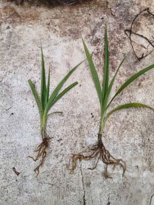 Ground orchid rooted (2 varieties)