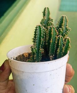Small Cactus Plant in White Pot
