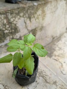Healthy Holy Basil Plant