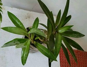 Moses in the Cradle Plant 🌵
