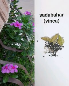 Seeds And Cuttings