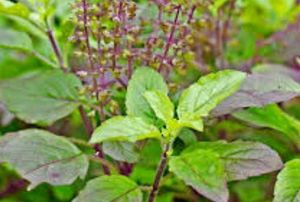 3 Plants Seeds