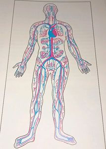 Book Family Health An Illustrated Guide