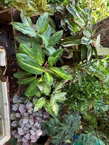 26 Live Root Plants