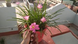 rain Lilly