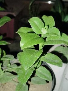 Sunrose &amp; Mother of millions (Pack 2) plant