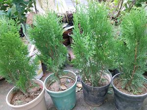 Morpankhi Plant .and Arica Palm