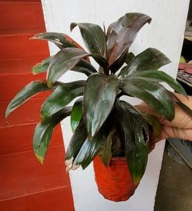 Pack 2 Moses-in-the-Cradle &amp; Syngonium Plant &amp; Pot