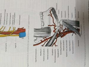 Manual of Practical Anatomy