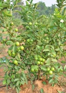 guava plant