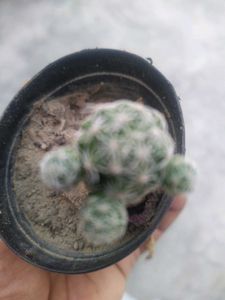 Rare And Expensive Cactus Plant