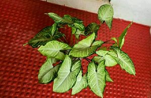 🌵 Set 2 Arrowhead plants,,🌲