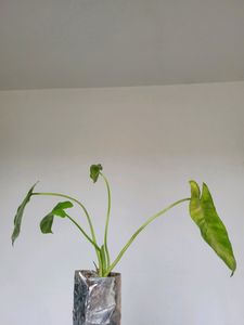 Philodendron Burle Marx [S-M]