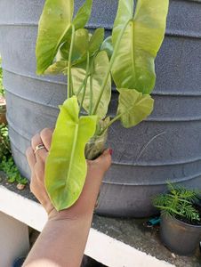 combo of 3 plants