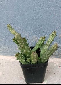 Stapelia Plant ( red Dragon)