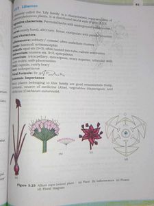 Biology Textbook for Class XI