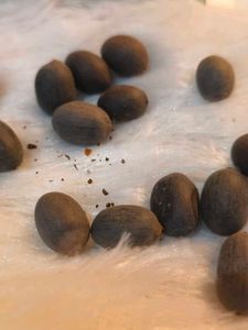 lotus seeds 18