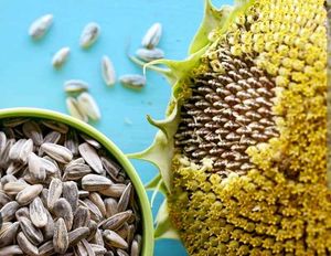 Sunflower Seeds For Gardening
