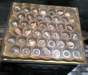 Assorted Seashell Collection