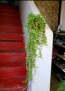 Pilea Depressa/Plant