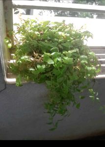 Real Variegated Spider Plant Combo