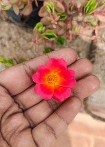 Portulaca 8 Colour