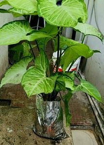 Nephthytis (Syngonium)Plants 🌵