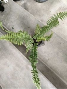 Assorted Plants - Fern, Bougainvillea &amp; Pothos