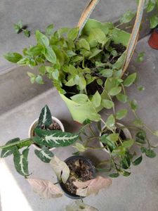 Assorted Plants