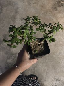 Original Jade Plant Bonsai