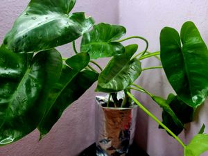 Philodendron Burle Marx (L)
