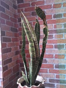 Snake Plant