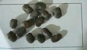 Aprajita Seeds( 10)