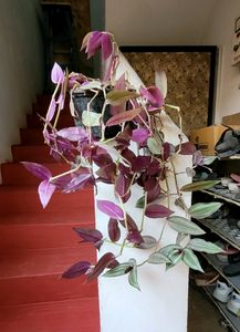 Set 2 Zebronics &amp; Syngonium Plant