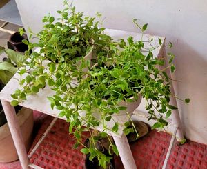 Pack 2 Tradescantia fluminlensis &amp; Pilea Depressa