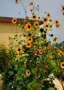 Original Sunflower seeds