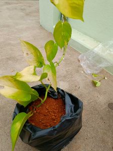 Holy Basil Plant (Tulsi)